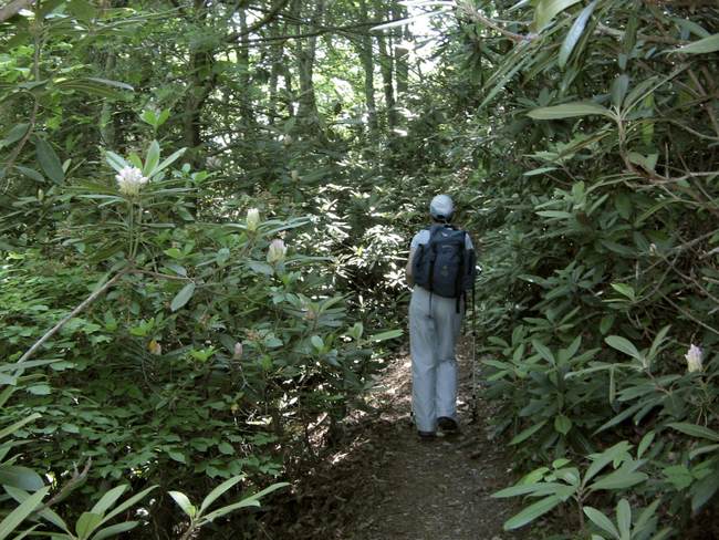 ‘Forest Bathing’? Time Mag Offers Some Loopy Healing Activities for Sad Leftists on Inauguration Day